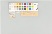 五色鳥藏品圖，第12張